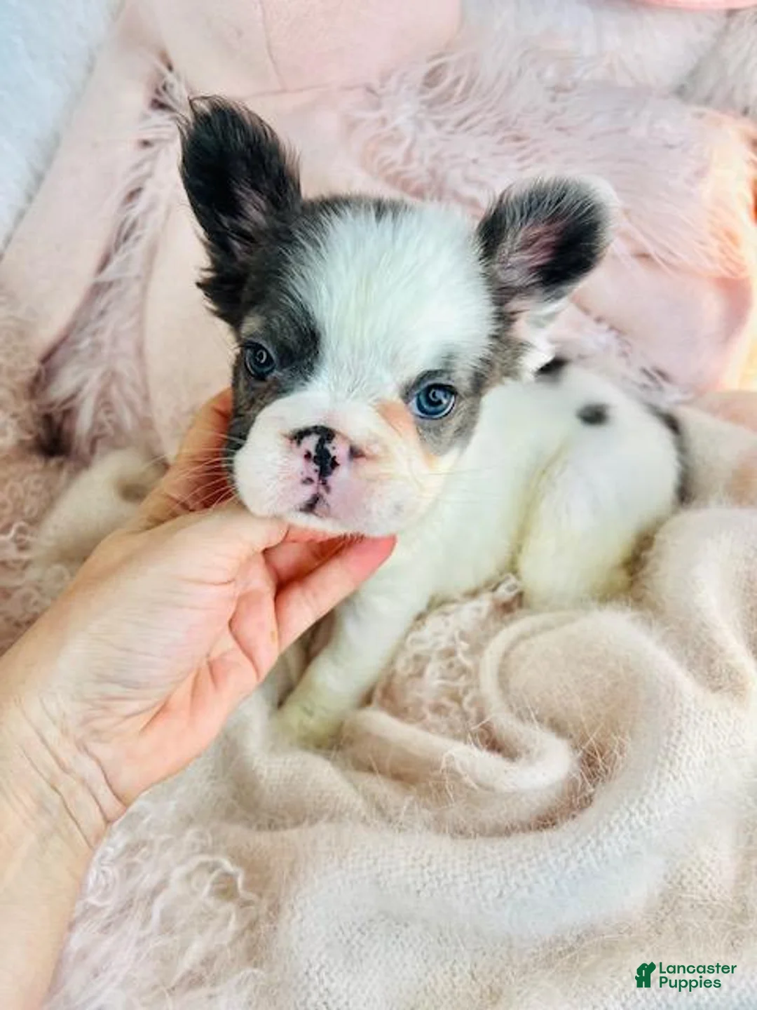 French Bulldog dogs for sale: French Bulldog Puppy 1 - Ad 2