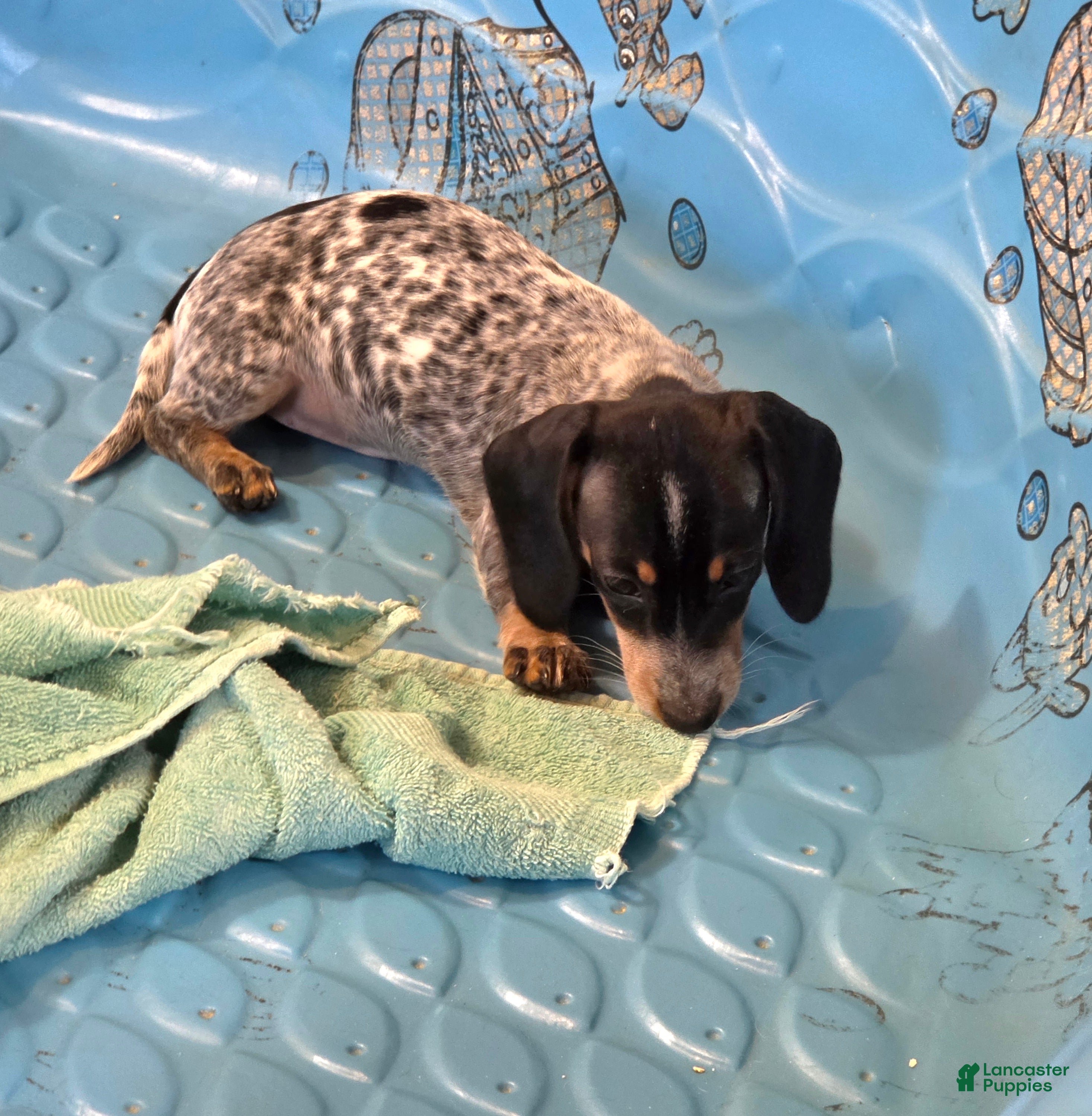 Miniature Dachshund dogs Nettie - Ad 2
