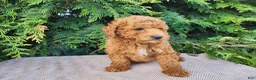 Mini Bernedoodle dogs for sale: Blake - Ad 17