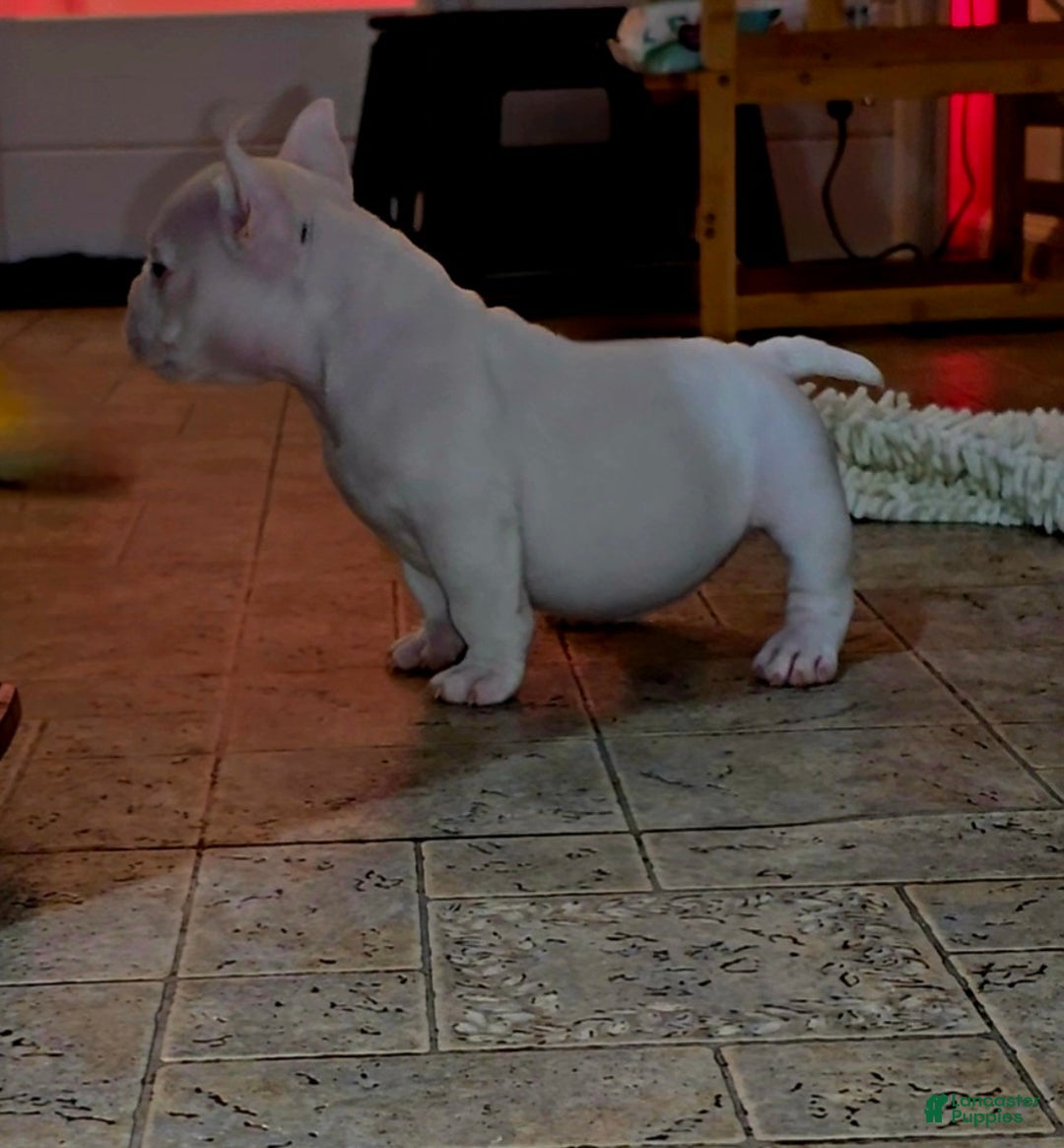 American Bully dogs for sale: American Bully Puppy 1 - Ad 2