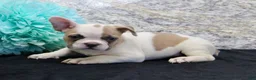 French Bulldog dogs for sale: Wendy - Ad 3