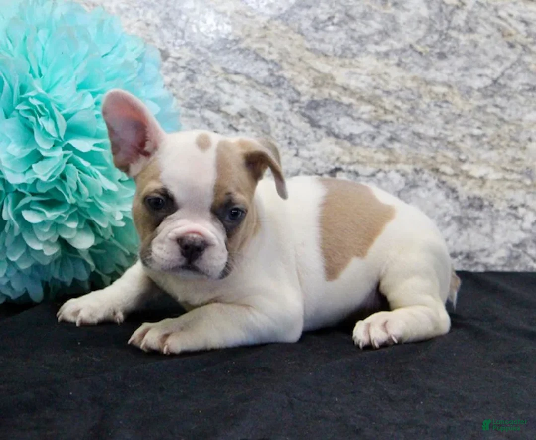 French Bulldog dogs for sale: Wendy - Ad 3
