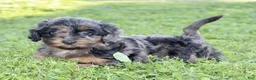 Cockapoo dogs for sale: Cookie - Ad 7