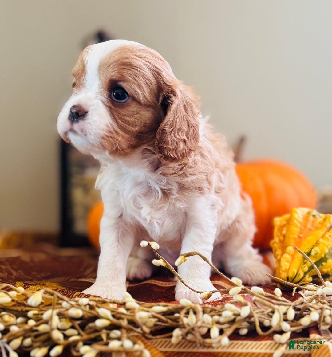Cavalier King Charles Spaniel dogs for sale: Smokey  - Ad 7
