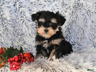 Maltese dogs Mikey - Ad 9