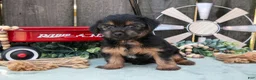 Yorkshire Terrier dogs for sale: Cinnamon - Ad 5