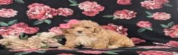 Bichpoo dogs for sale: Athena - Ad 4