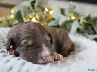 Bordoodle dogs Comet - Ad 32