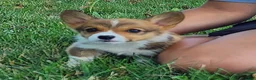 Welsh Corgi Pembroke dogs for sale: Birch - Ad 3