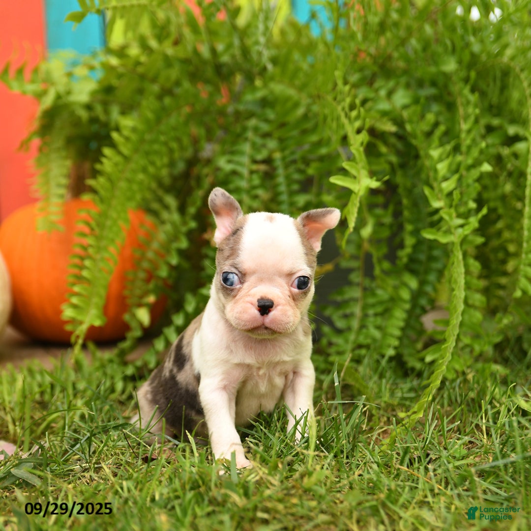 Boston Terrier dogs for sale: Kenzie - Ad 10