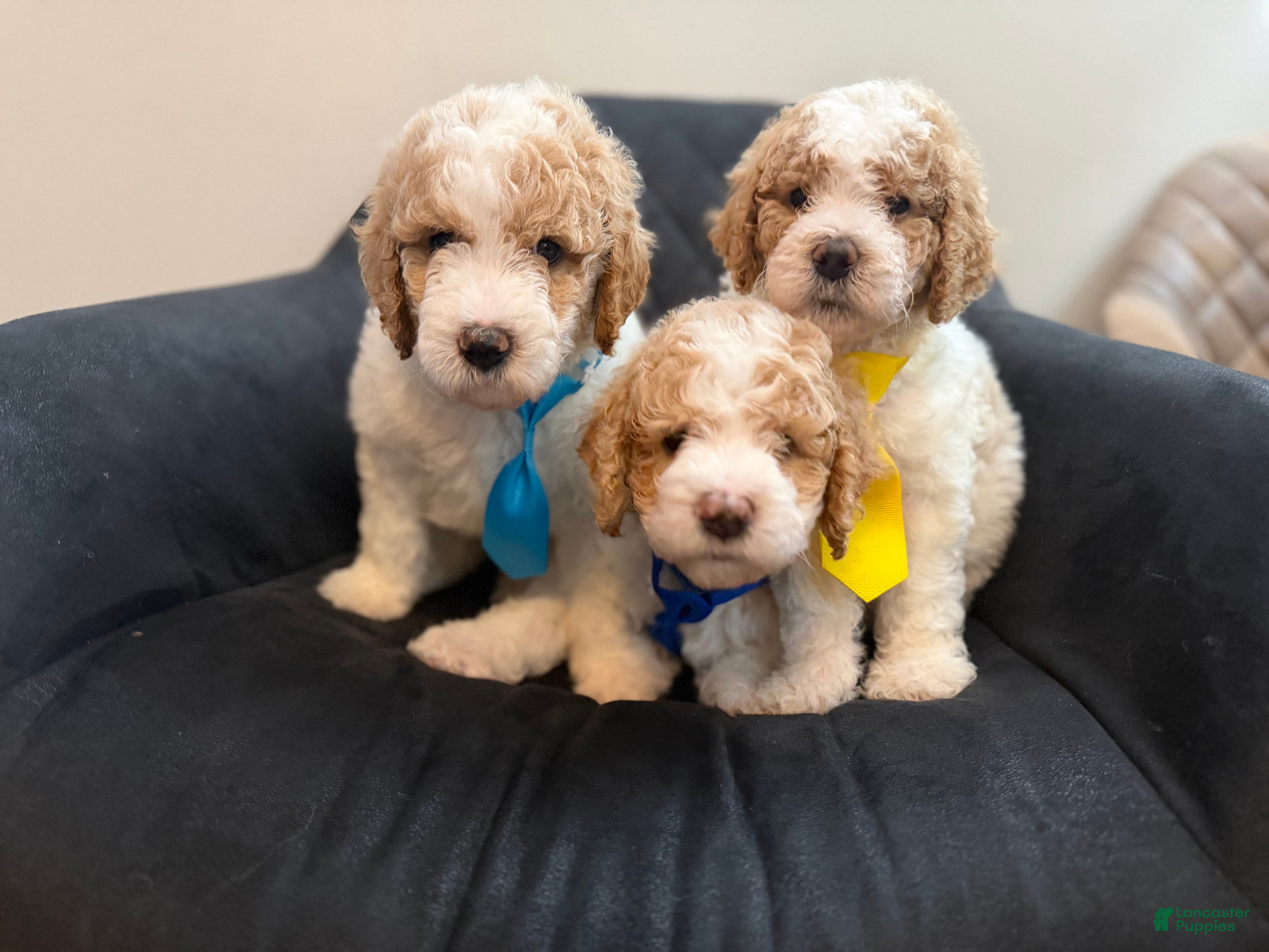 Standard Poodle dogs Spain - Ad 1