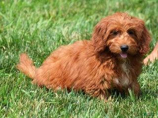 Mini Goldendoodle dogs Natasha - Ad 16