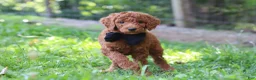 Standard Poodle dogs for sale: Scooter AKC - Ad 4