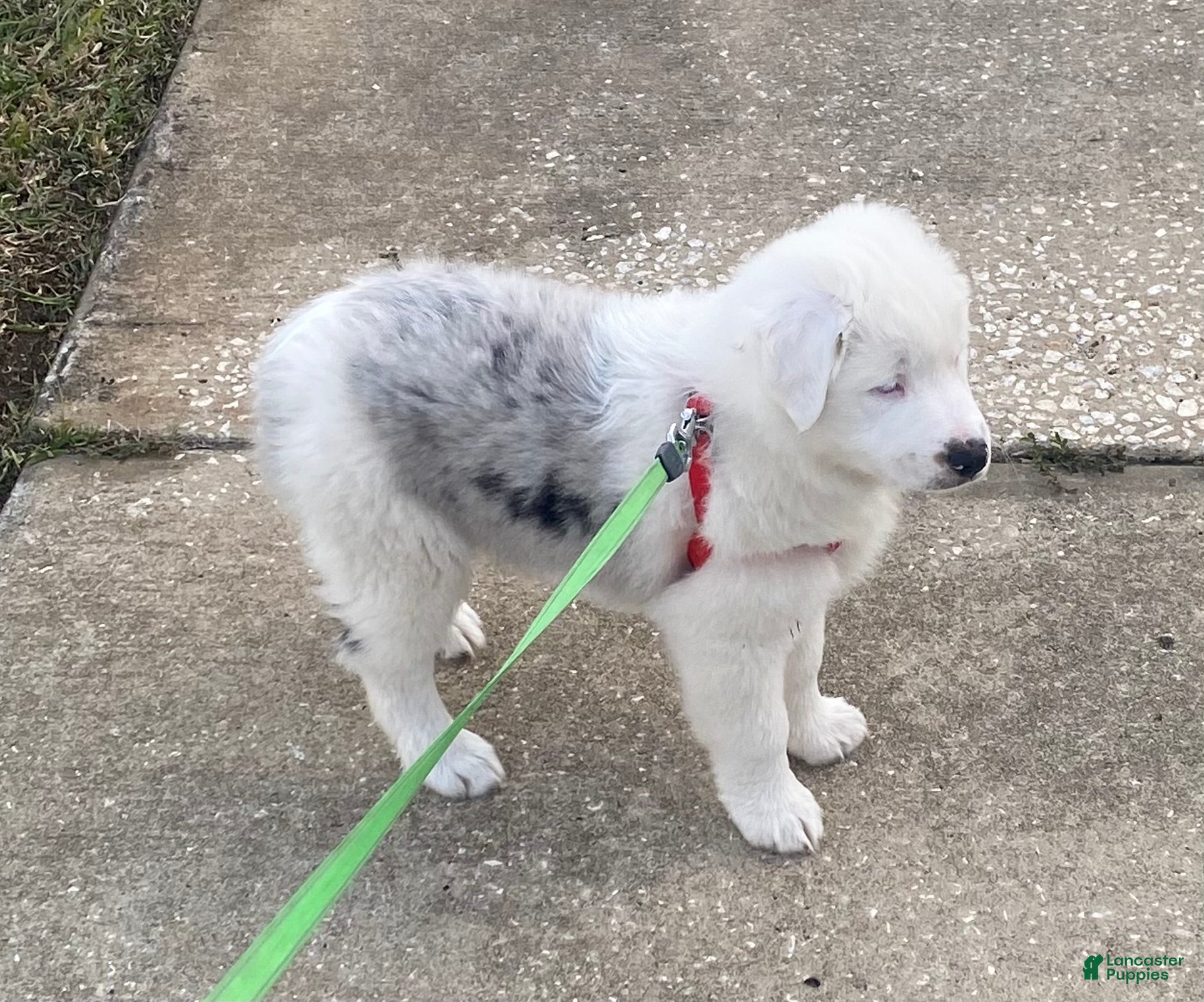 Miniature Australian Shepherd dogs Miniature Australian Shepherd Puppy 1 - Ad 8