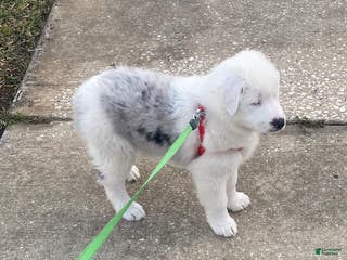 Miniature Australian Shepherd dogs for sale: Miniature Australian Shepherd Puppy 1 - Ad 1