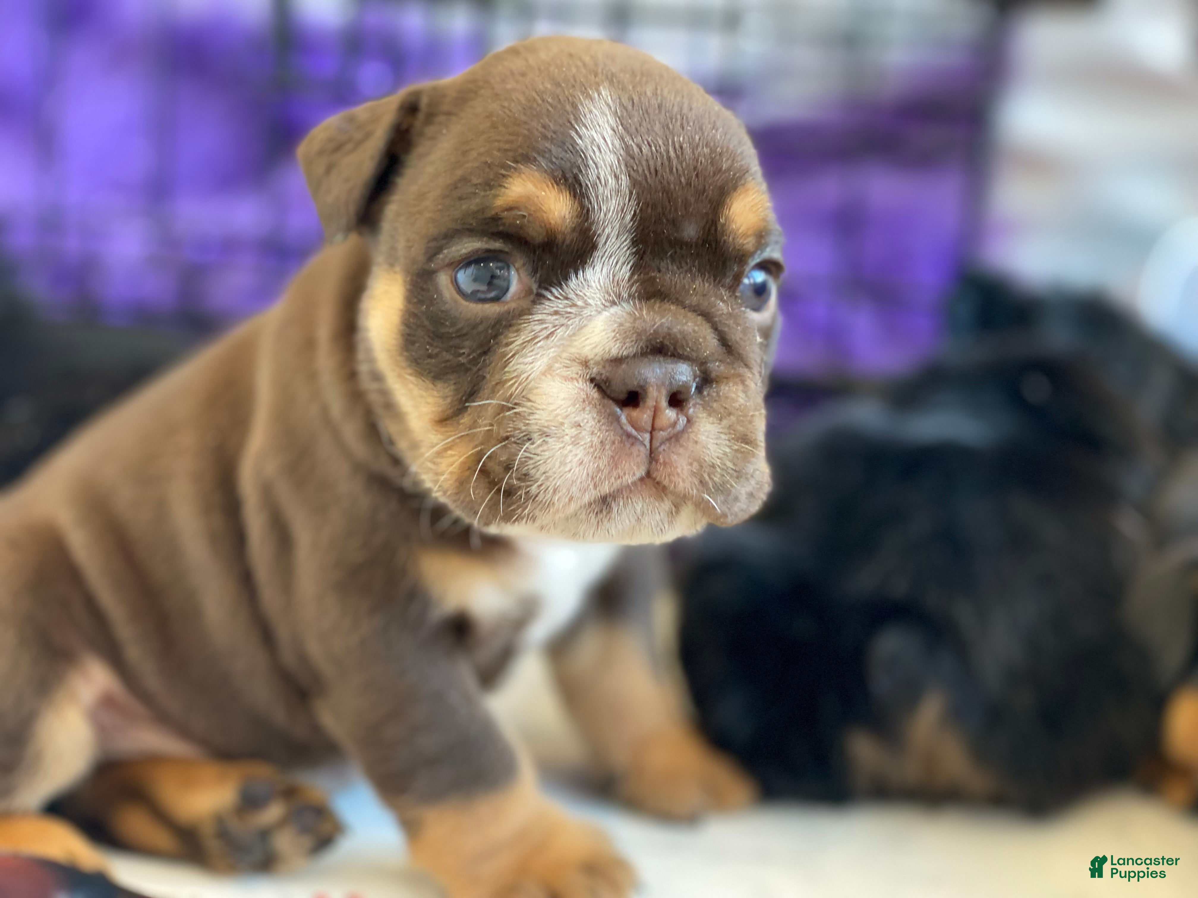 English Bulldog dogs Valentine - Ad 16