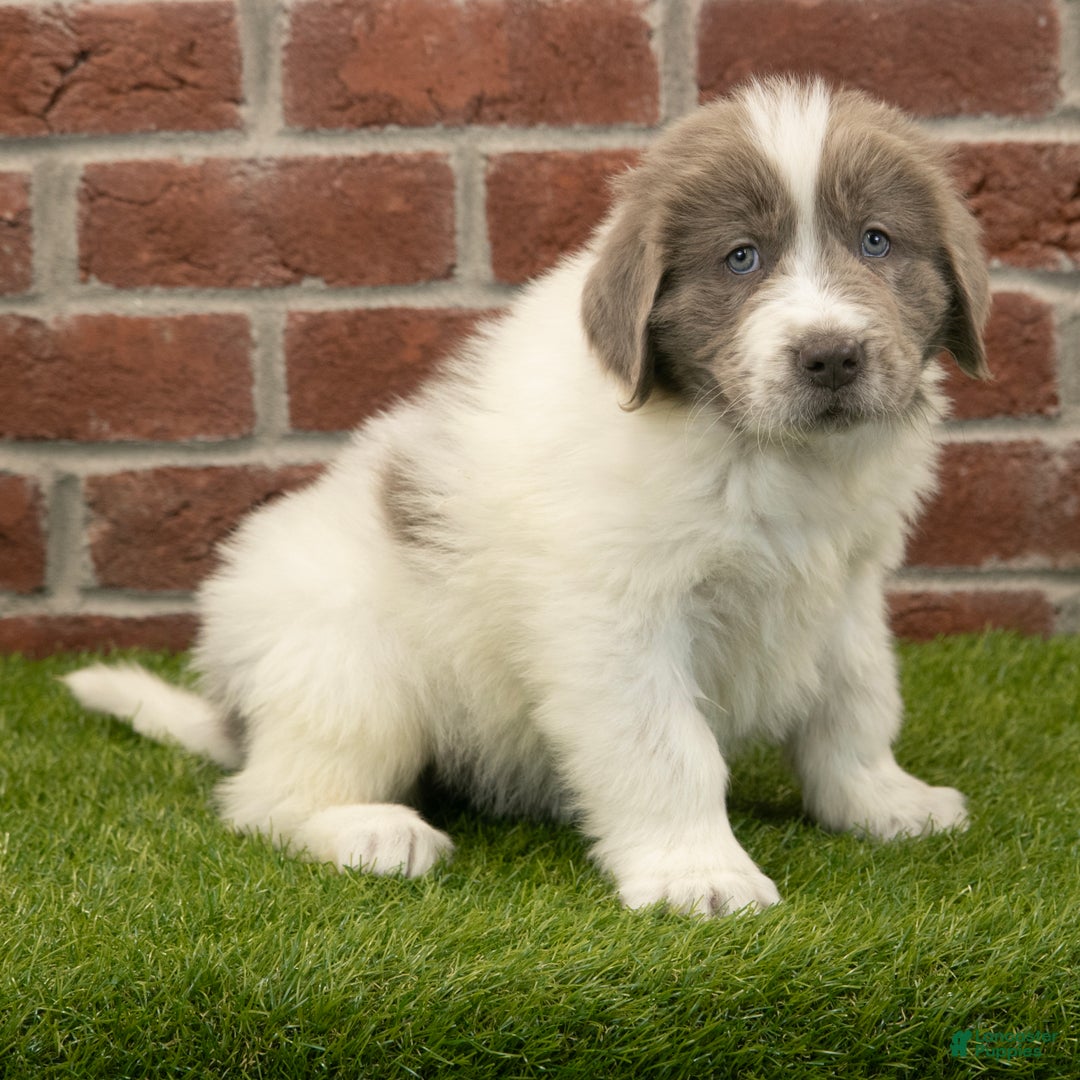 Newfoundland dogs for sale: Oakley - Ad 2