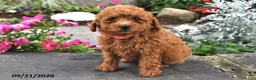 Bichpoo dogs for sale: Tootsie - Ad 3