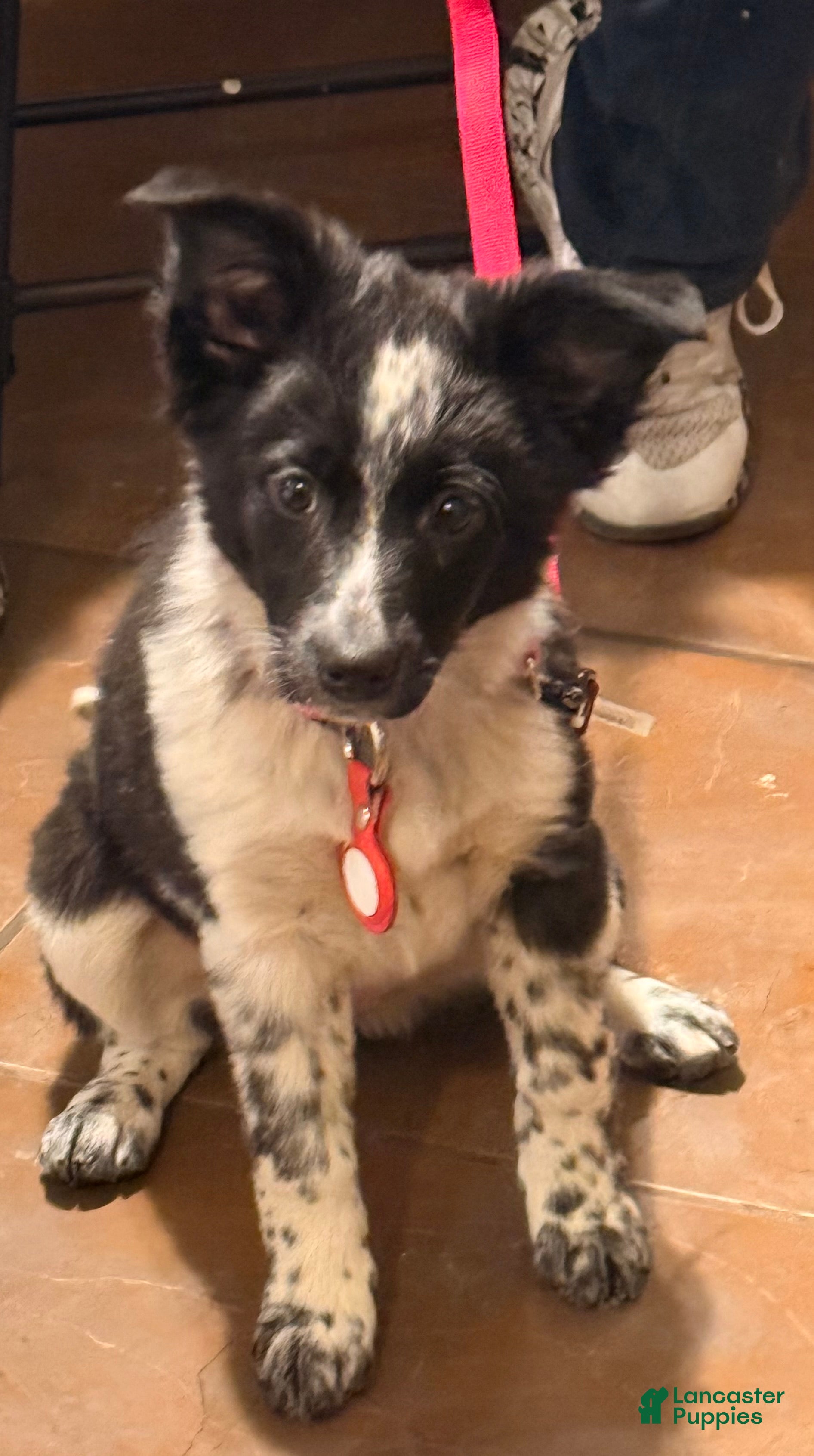 Border Collie dogs Alise - Ad 4