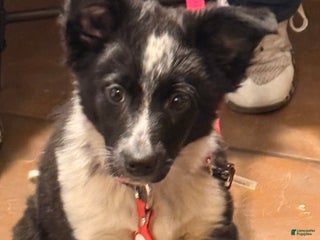 Border Collie dogs Alise - Ad 4