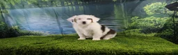 Miniature Australian Shepherd dogs for sale: Irene - Ad 16
