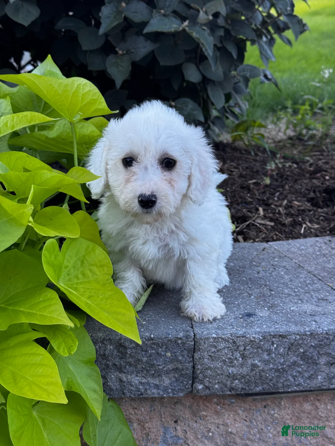 Bichon Frise dogs for sale: Bailey  - Ad 2