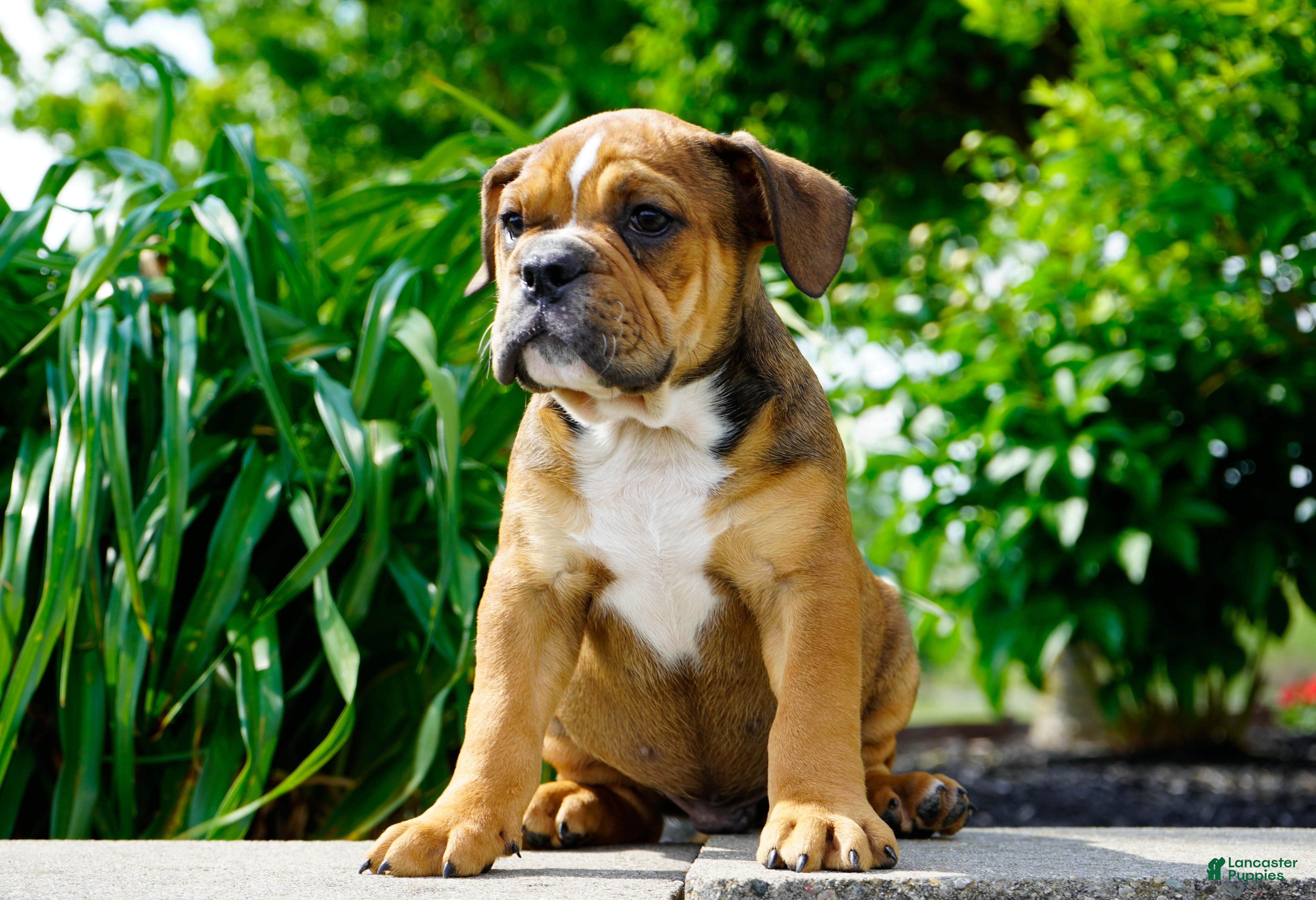 English Bulldog dogs for sale: Archie Male - Ad 2