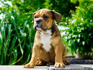 English Bulldog dogs for sale: Archie Male - Ad 2