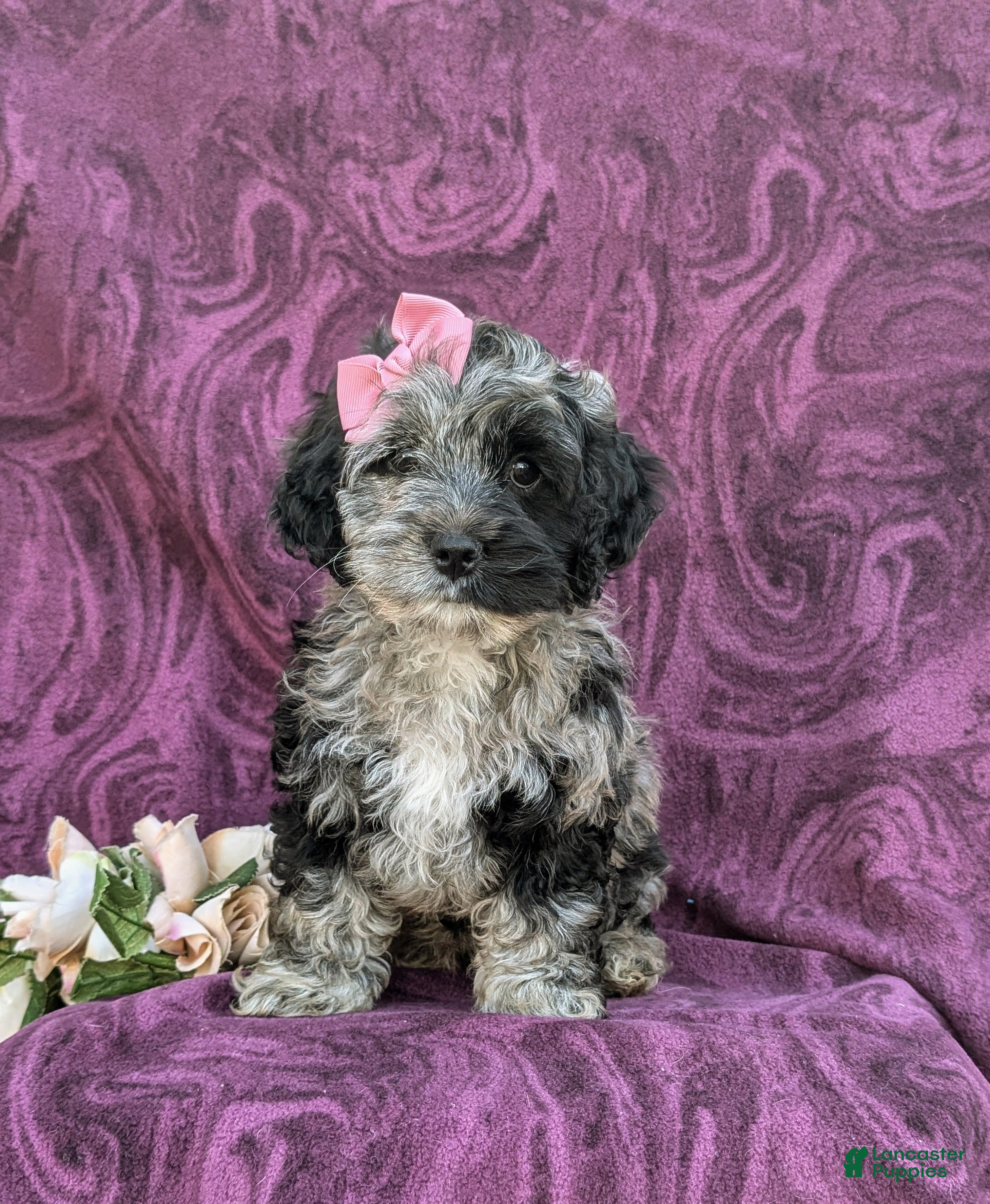 Cockapoo dogs Kendra - Ad 2