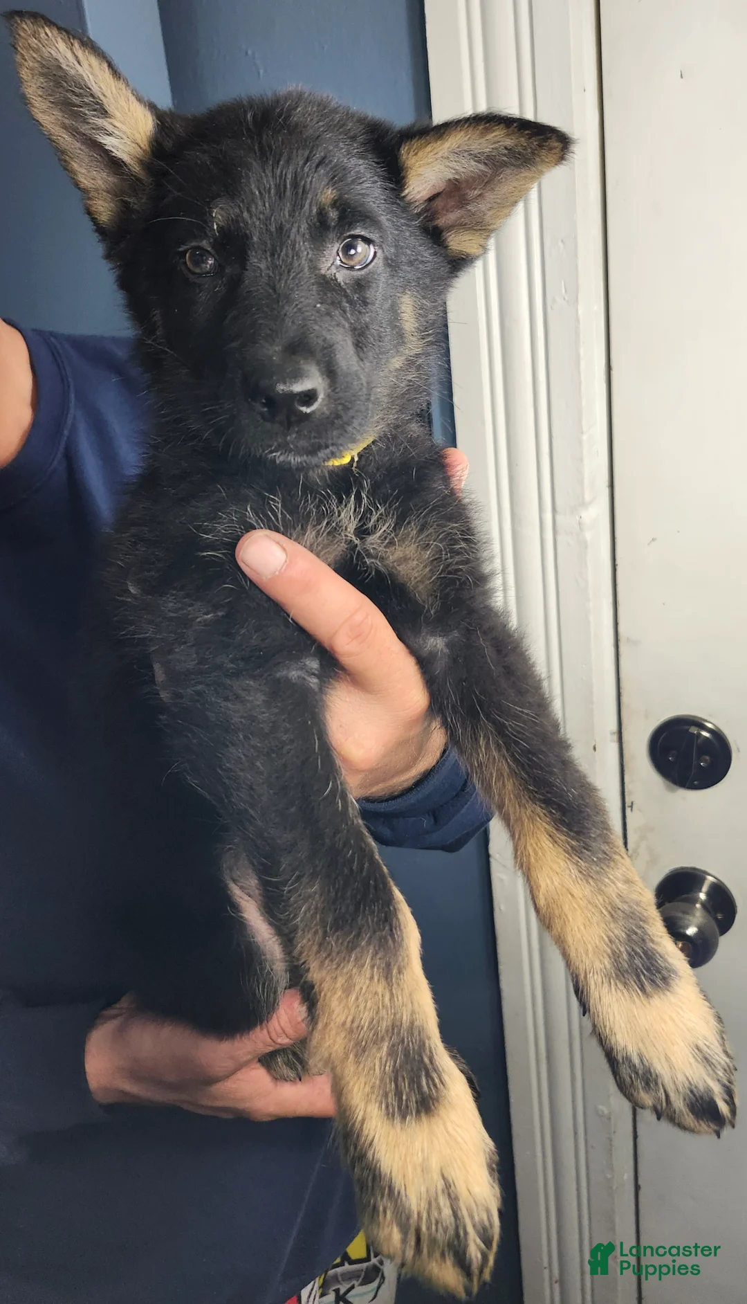 German Shepherd dogs for sale: Yellow Boy - Ad 2