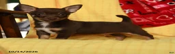 Chihuahua dogs for sale: Max - Ad 1