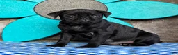 Pug dogs for sale: Bingo - Ad 3