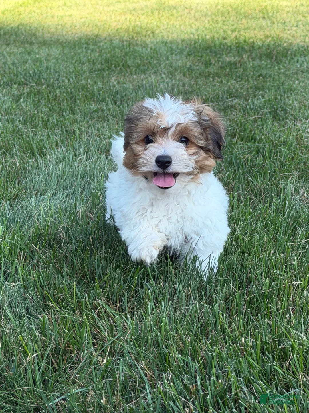 Teddy Bear dogs for sale: Jax - Ad 2