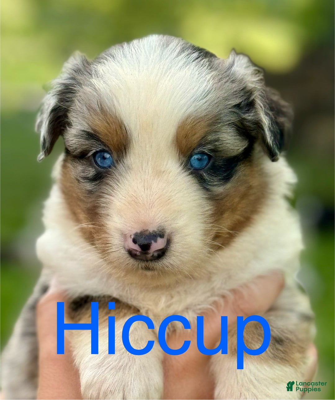 Australian Shepherd dogs for sale: Toothless - Ad 14