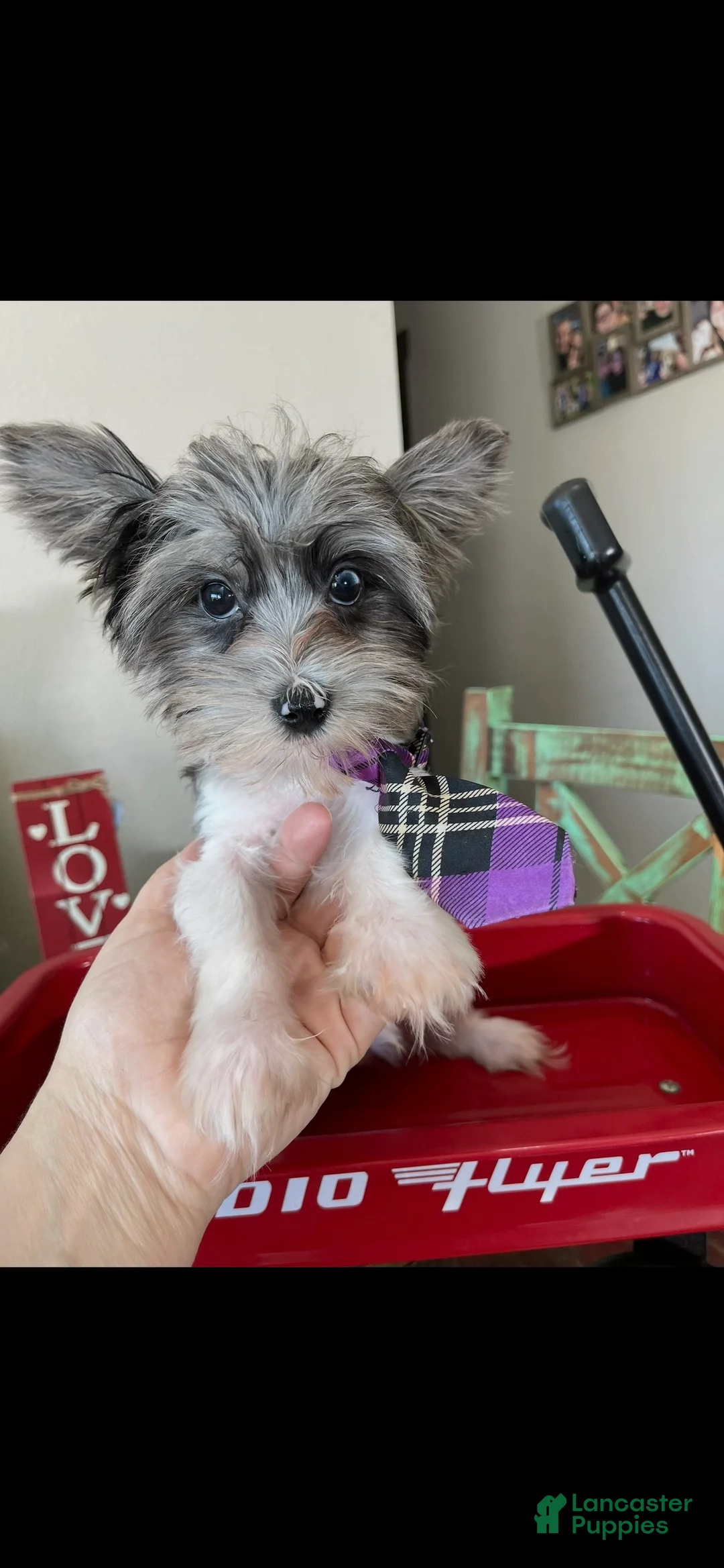Yorkshire Terrier dogs for sale: KB BlackBerry Partial Blue eye - Ad 10