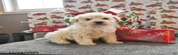 Toy Poodle dogs for sale: Winter  - Ad 1