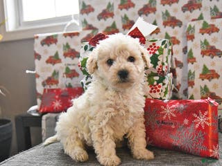 Toy Poodle dogs Winter - Ad 10