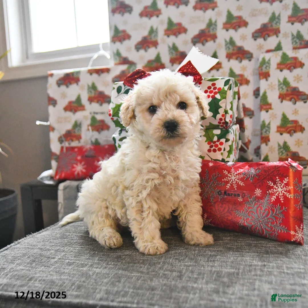 Toy Poodle dogs for sale: Winter  - Ad 1
