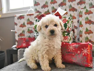 Toy Poodle dogs Winter - Ad 26