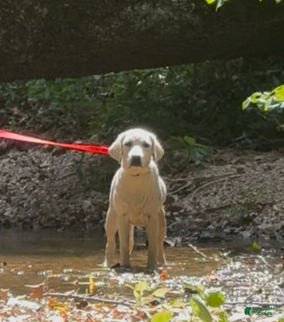 Labrador Retriever dogs for sale: Labrador Retriever Jackie - Ad 2