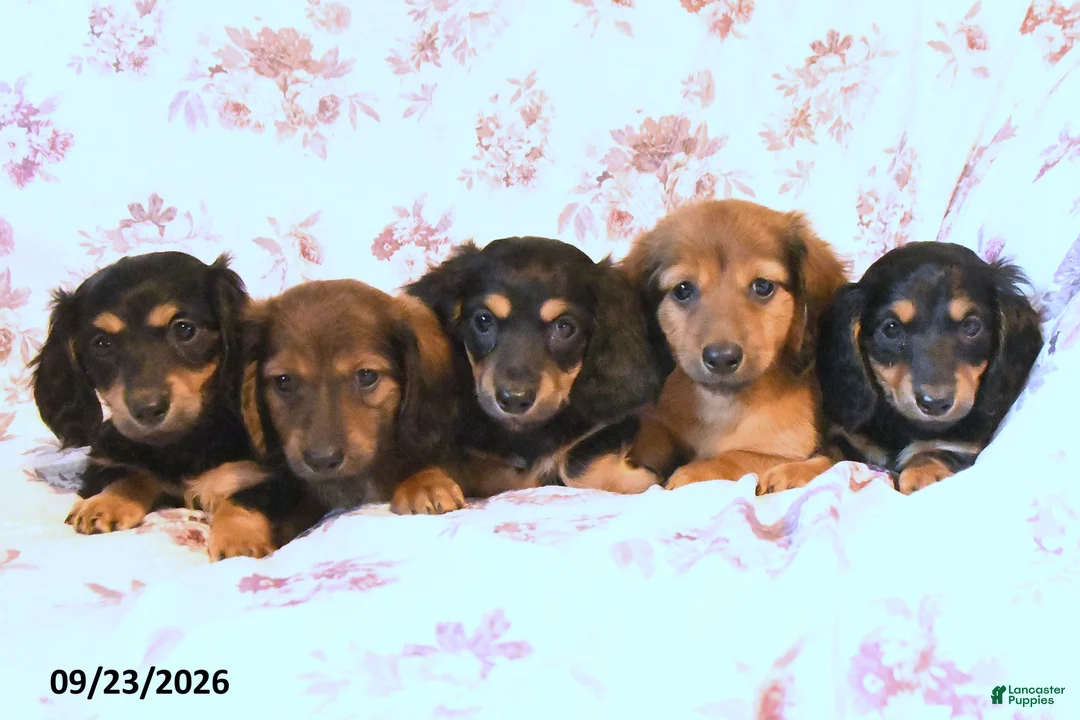 Miniature Dachshund dogs for sale: Brooke - Ad 3