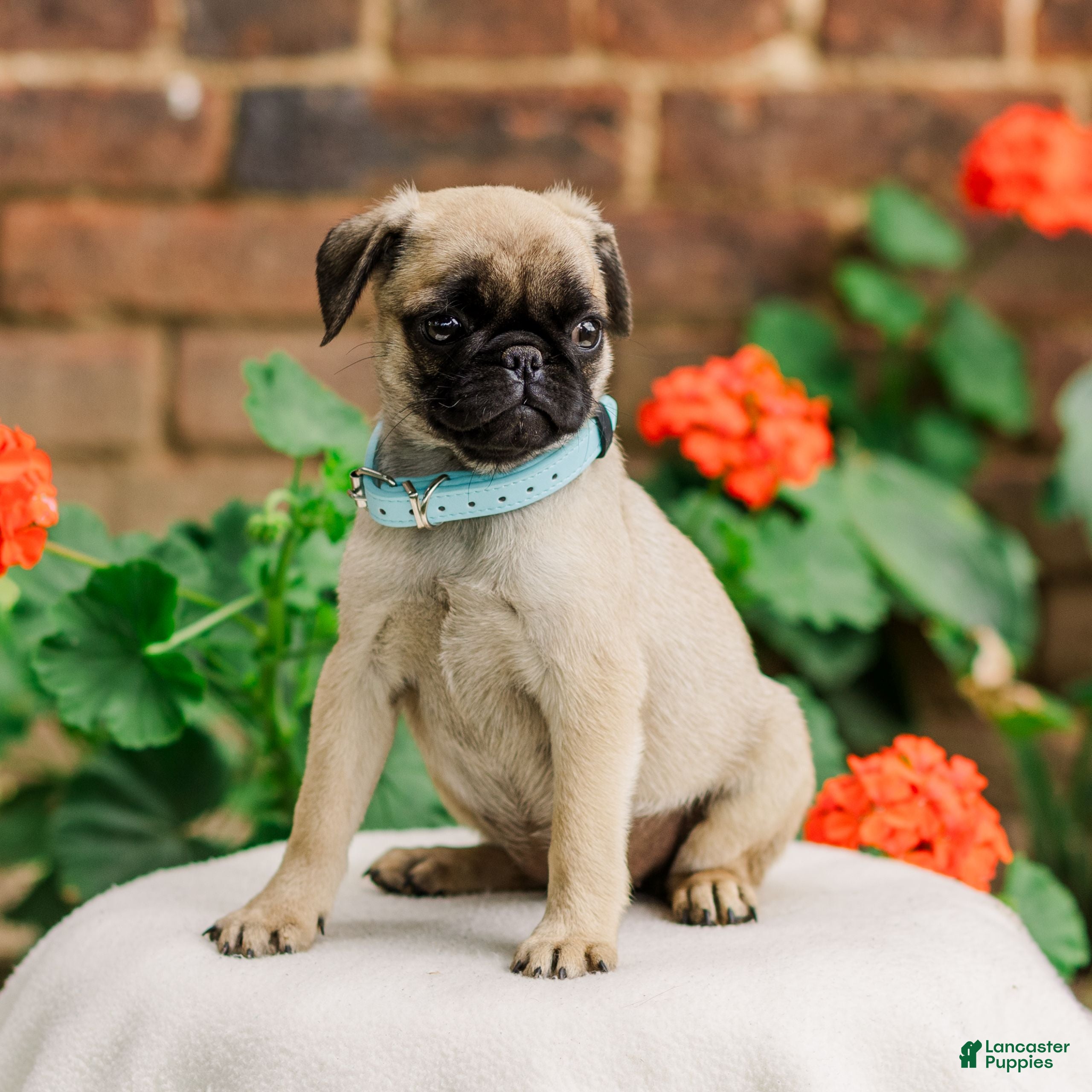 Pug dogs Sandy  - Ad 2
