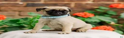 Pug dogs for sale: Sandy  - Ad 2