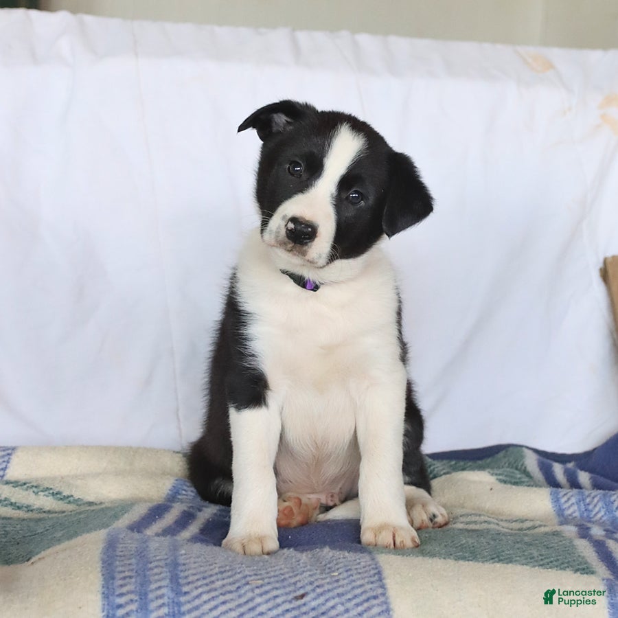 Border Collie dogs Dash - Ad 1