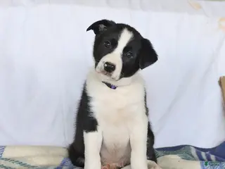 Border Collie dogs for sale: Dash - Ad 4