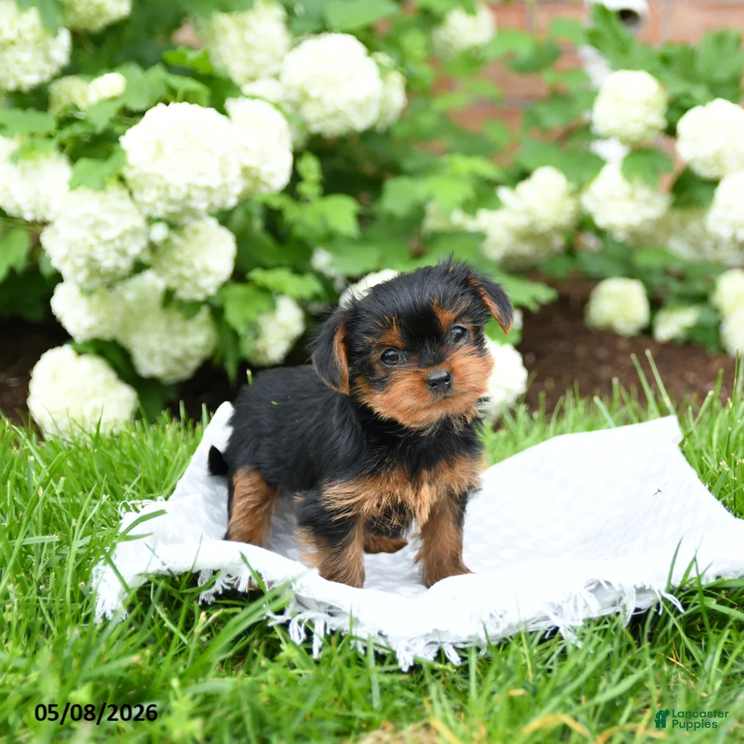 Yorkshire Terrier dogs for sale: Daisy - Ad 3