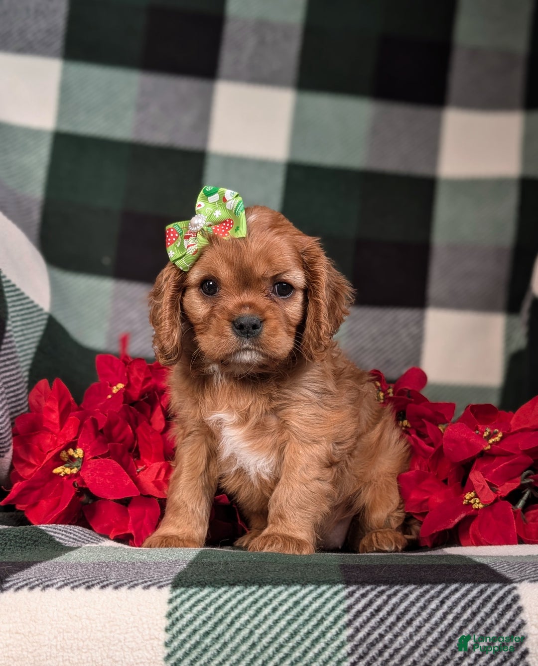 Cavalier King Charles Spaniel dogs for sale: Bridgett - Ad 2