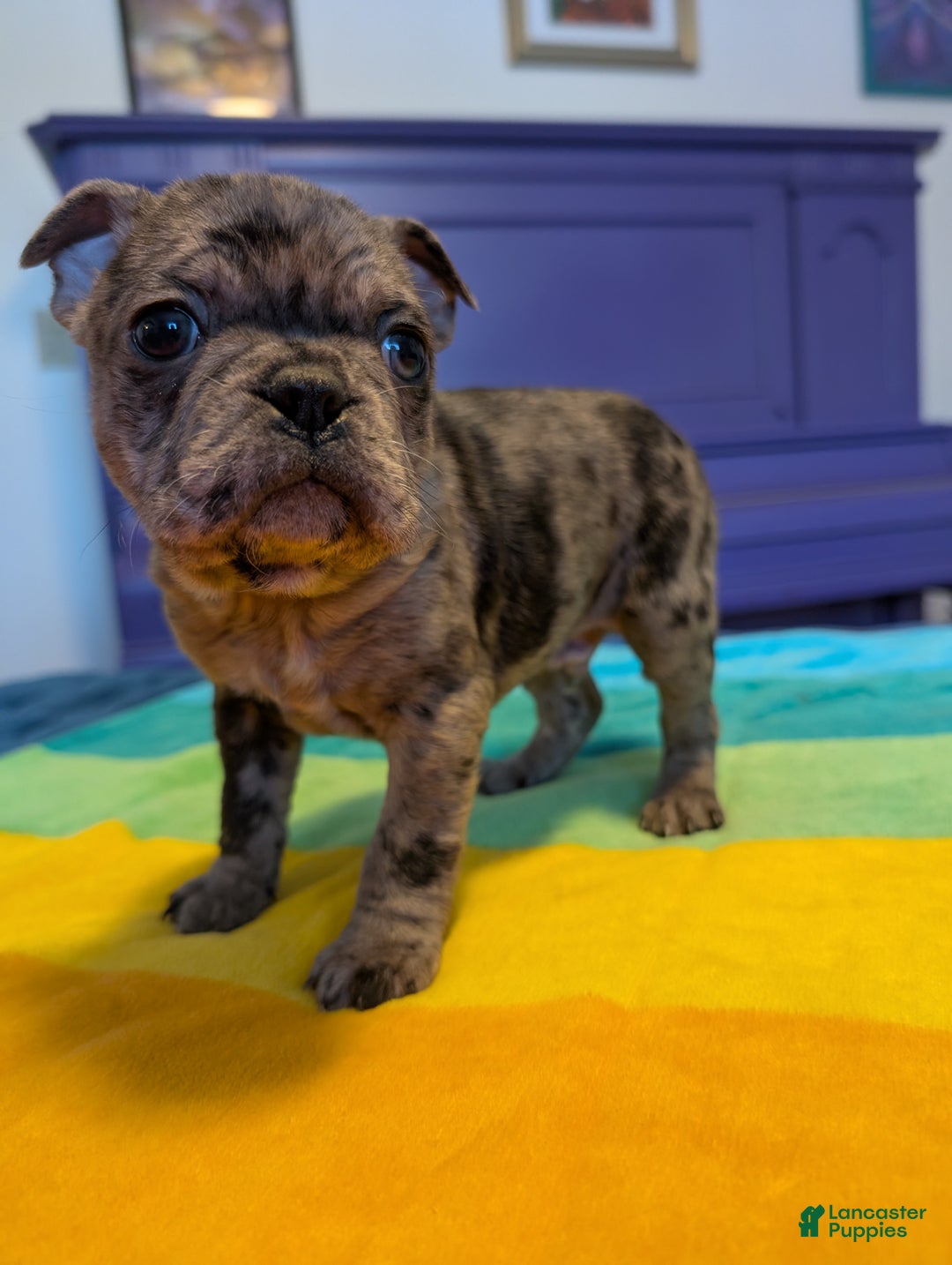 Frenchton dogs for sale: Petey - Ad 3