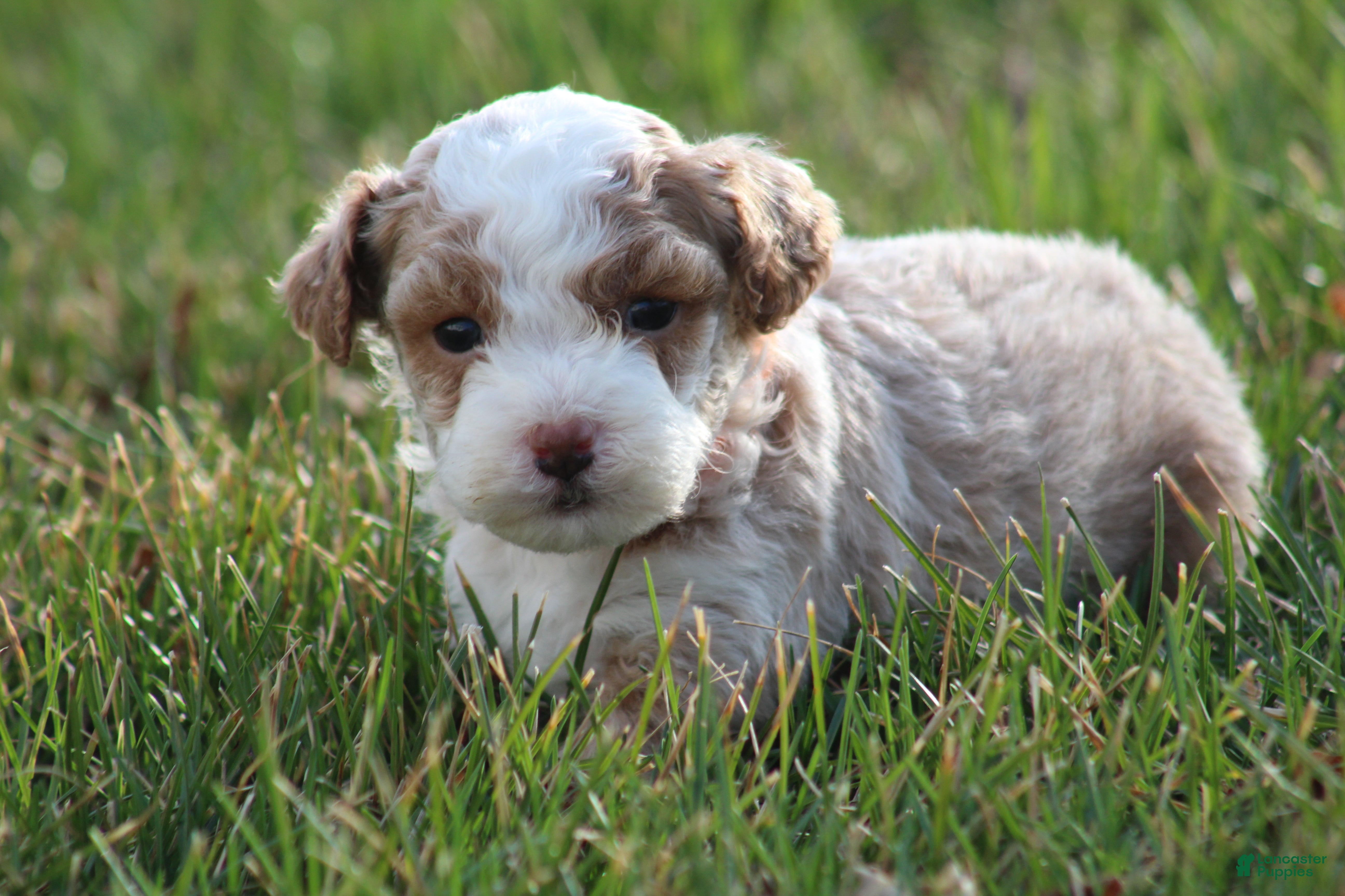 Bichpoo dogs Ryder - Ad 1