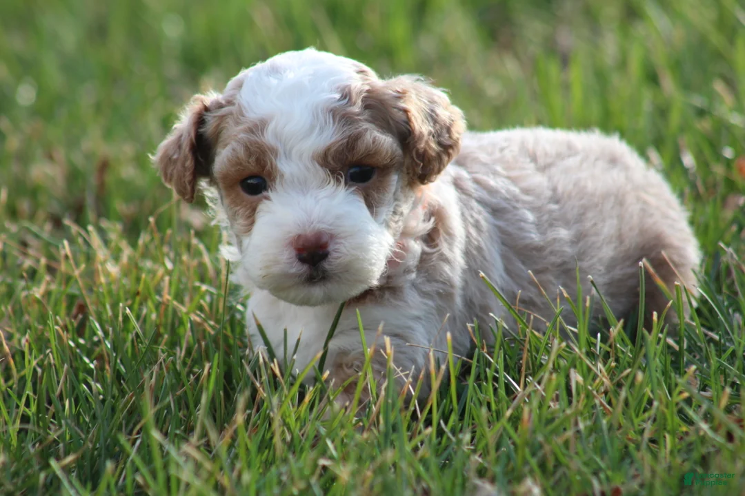 Bichpoo dogs for sale: Ryder - Ad 1